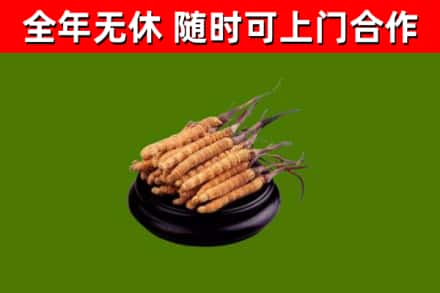 三门县回收散虫草